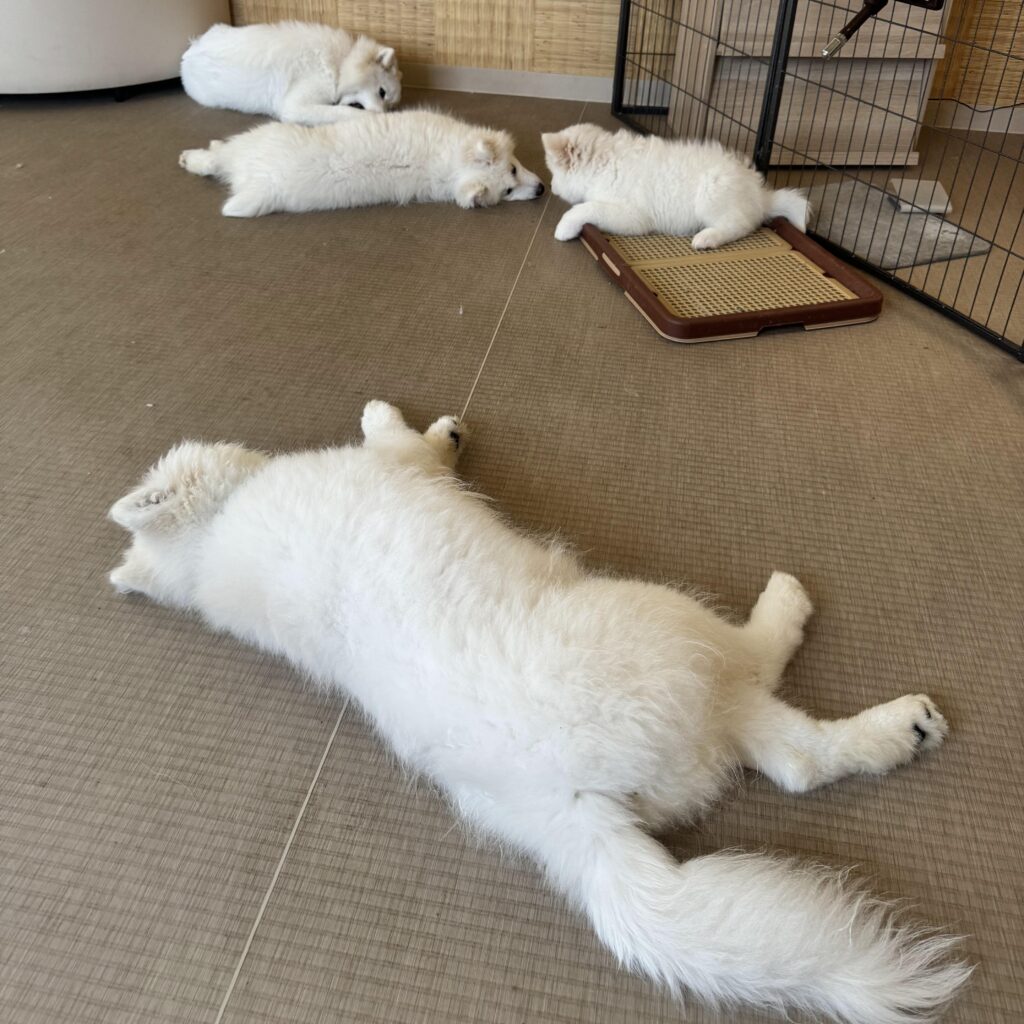 薩摩耶京都