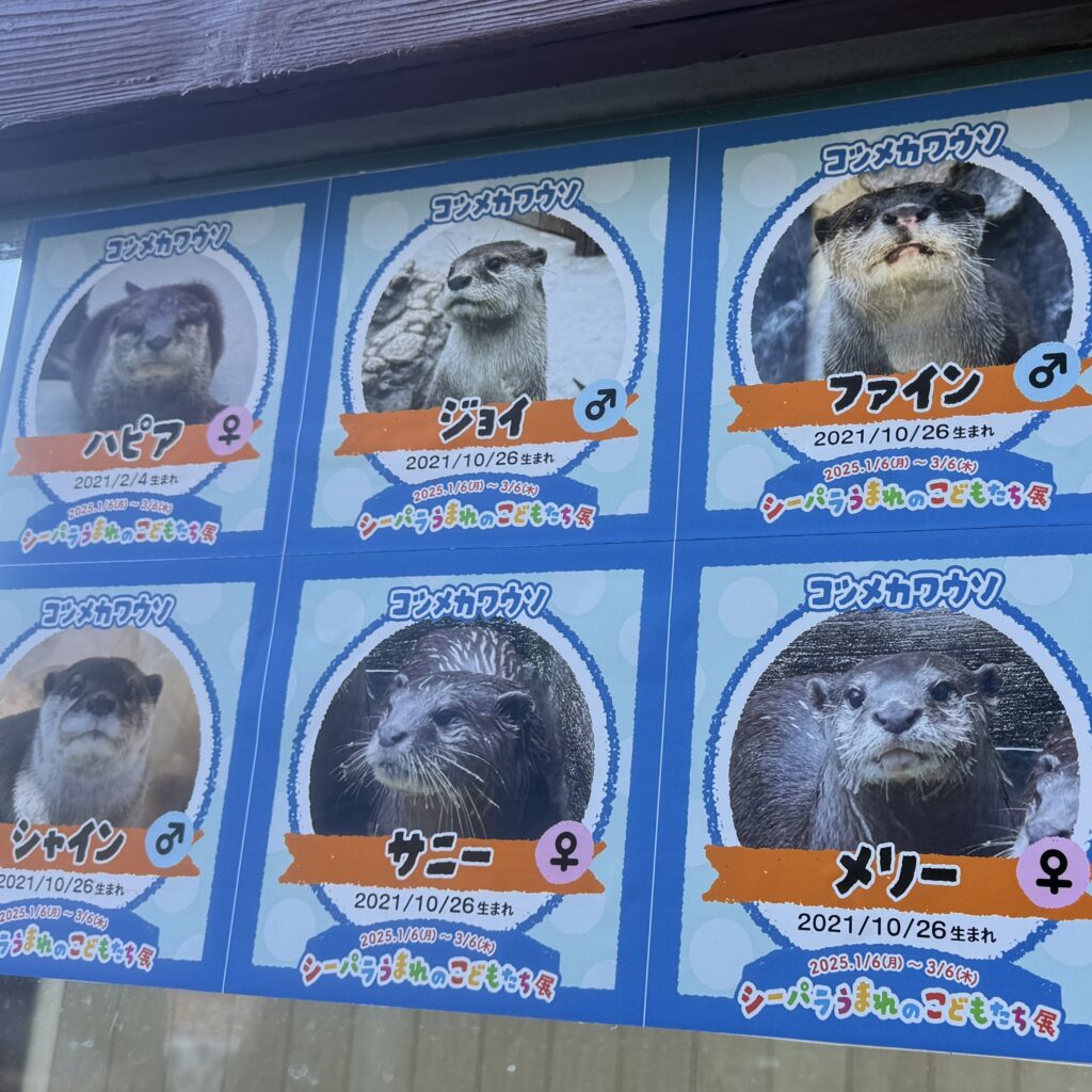 八景島小水獺