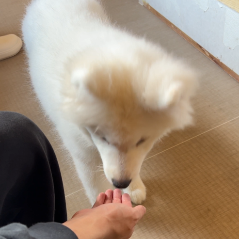 京都薩摩耶